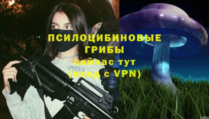 Галлюциногенные грибы Psilocybine cubensis  Удомля 